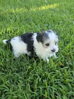 PAXTON MORKIPOO BOY, a male Yorkipoo and Maltese for sale in Bowling Green, KY – 2 of 10