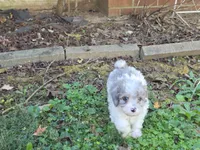 WINSLOW BLUE MERLE PARTI WITH 1 BLUE EYE, a male Schnoodle for sale in Bowling Green, KY – 8 of 10