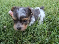GREER TRI-COLORED MALE, a male Yorkipoo for sale in Bowling Green, KY – 4 of 8