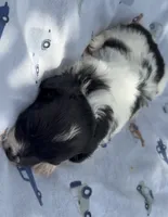 OH MY HEART HAVAPOO, a male Yorkshire Terrier and Havapoo for sale in Bowling Green, KY – 3 of 5