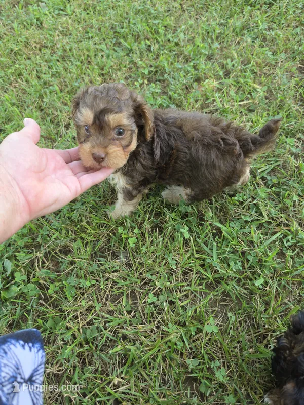 PAGE CHOCOLATE TAN YORKIPOO  – Yorkipoo puppy for sale in Bowling Green, KY