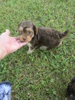 PAGE CHOCOLATE TAN YORKIPOO , a female Yorkipoo for sale in Bowling Green, KY – 5 of 8