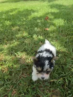 TINY ANDERS YORKIPOO, a male Yorkipoo for sale in Bowling Green, KY – 4 of 10