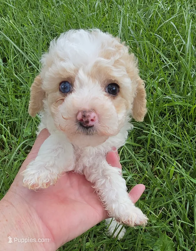 PENELOPE BLUE EYED MINI MERLE – Poodle - Miniature  puppy on hold in Bowling Green, KY