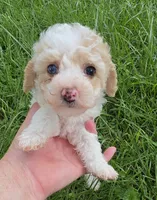 SAFFRON BLUE EYED MINI MERLE, a female Poodle - Miniature  for sale in Bowling Green, KY – 1 of 10