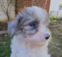 WINSLOW BLUE MERLE PARTI WITH 1 BLUE EYE, a male Schnoodle for sale in Bowling Green, KY – 3 of 10