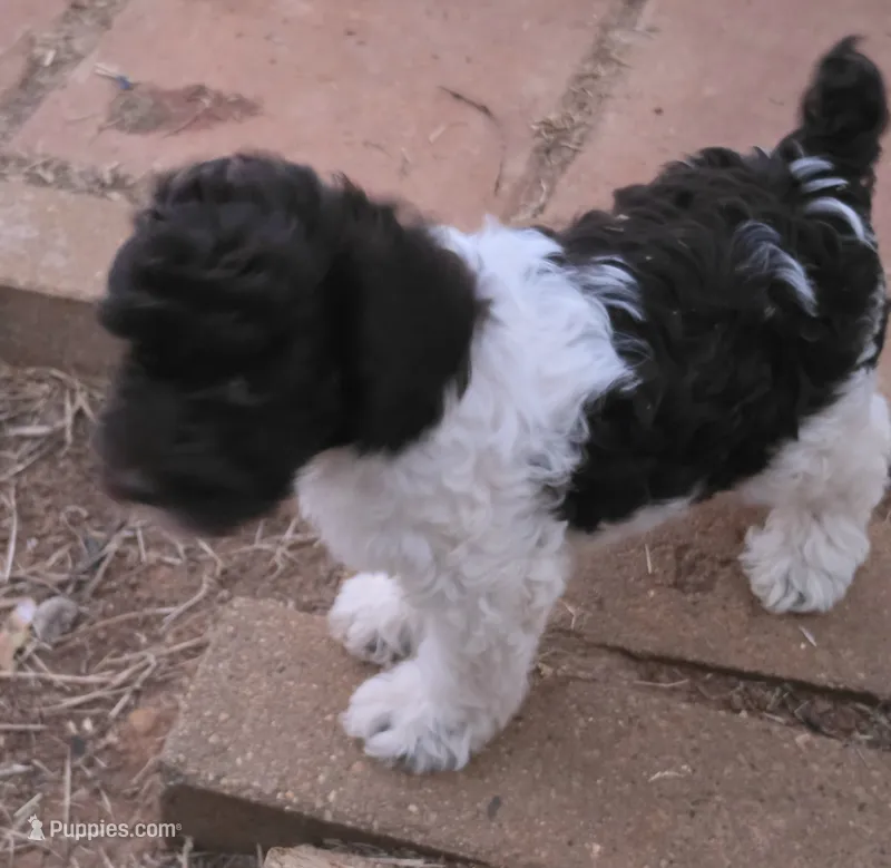 TENSLEY CHOCOLATE PARTI GIRL – Schnoodle puppy for sale in Bowling Green, KY