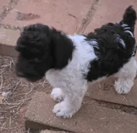 TENSLEY CHOCOLATE PARTI GIRL, a female Schnoodle for sale in Bowling Green, KY – 1 of 5