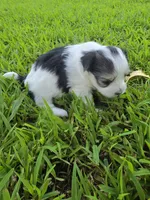 MORKIPOO TRI-COLORED, a male Poodle - Toy  and Morkie for sale in Bowling Green, KY – 9 of 10