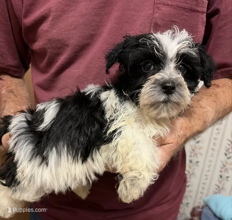 OH MY HEART YORKIPOO MIX, a male Yorkshire Terrier and Havapoo for sale in Bowling Green, KY – 1 of 4
