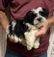SPLASH OF WHITE YORKIPOO MIX, a male Yorkshire Terrier and Havapoo for sale in Bowling Green, KY – 1 of 4