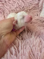 Padigan, a female Poodle - Miniature  for sale in Bowling Green, KY – 5 of 10