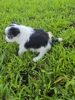 MORKIPOO TRI-COLORED, a male Poodle - Toy  and Morkie for sale in Bowling Green, KY – 6 of 10