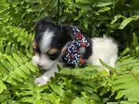 ABNER & BUBBLES TINY BOY, a male Morkie for sale in Bowling Green, KY – 8 of 10