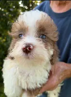 HANDSOME MERLE BOY, a male Schnoodle for sale in Bowling Green, KY – 2 of 5