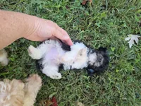 WIXBY TINY PARTI SCHNOODLE BOY, a male Schnoodle for sale in Bowling Green, KY – 8 of 10