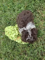 DAINTY TINY TEACUP GIRL, a female Poodle - Toy  for sale in Bowling Green, KY – 8 of 10