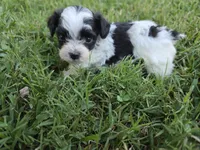 GRANT YORKIPOO BOY, a male Yorkipoo for sale in Bowling Green, KY – 9 of 10