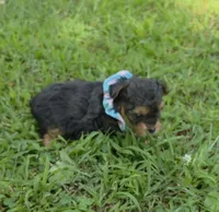 PADDEN YORKIPOO MALE, a male Yorkipoo for sale in Bowling Green, KY – 2 of 9