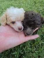 KAYLEE TEACUP POODLE, a female Poodle - Toy  for sale in Bowling Green, KY – 2 of 10