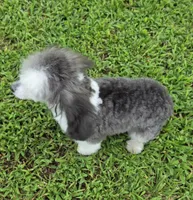 HARMONY SILVER PARTI GIRL, a female Poodle - Toy  for sale in Bowling Green, KY – 4 of 10