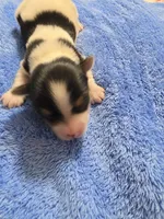 ABNERS BOY, a male Morkie for sale in Bowling Green, KY – 3 of 7