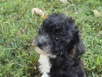 WIXBY TINY PARTI SCHNOODLE BOY, a male Schnoodle for sale in Bowling Green, KY – 9 of 10