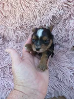 PAGEANT YORKIPOO GIRL, a female Yorkipoo for sale in Bowling Green, KY – 10 of 10
