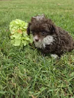 DAINTY TINY TEACUP GIRL, a female Poodle - Toy  for sale in Bowling Green, KY – 6 of 10