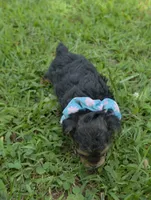 PADDEN YORKIPOO MALE, a male Yorkipoo for sale in Bowling Green, KY – 8 of 9