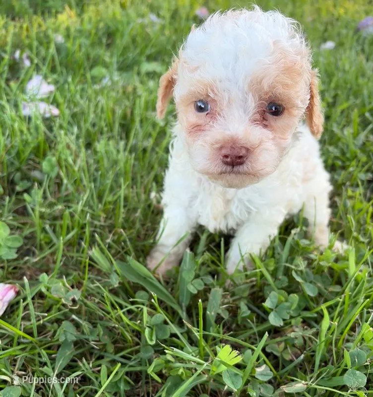 APRICOT MERLE PARTI BOY – Schnoodle puppy for sale in Bowling Green, KY