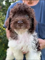 DARK CHOCOLATE PARTI, a male Schnoodle for sale in Bowling Green, KY – 3 of 4