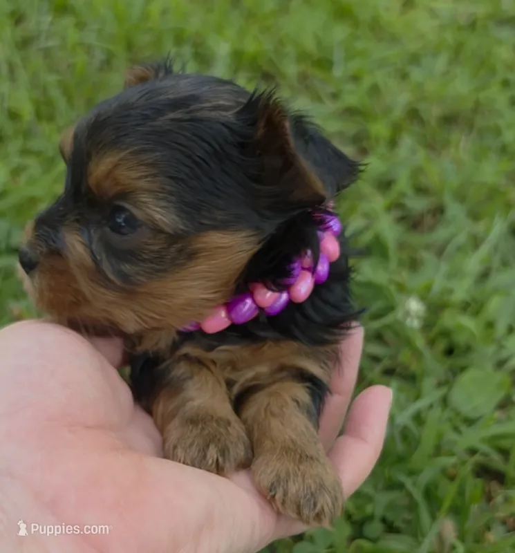 PATTEN YORKIPOO MALE – Yorkipoo puppy for sale in Bowling Green, KY