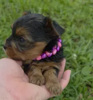 PATTEN YORKIPOO MALE, a male Yorkipoo for sale in Bowling Green, KY – 1 of 10
