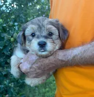 BLUE MERLE AND TAN, a male Yorkipoo for sale in Bowling Green, KY – 5 of 5