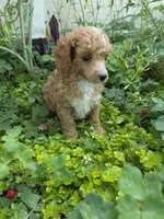 PARASOL LIGHT RED, a female Poodle - Miniature  for sale in Bowling Green, KY – 2 of 10