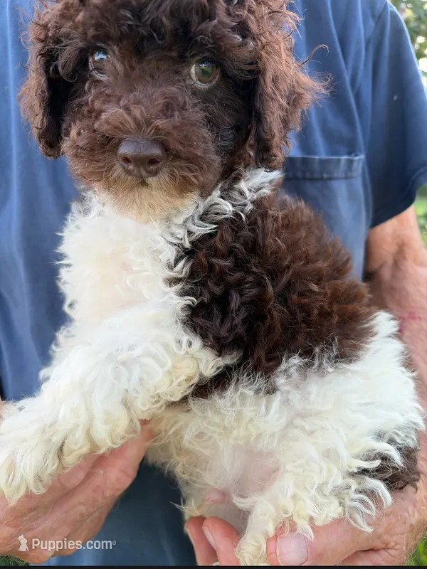 DARK CHOCOLATE PARTI – Schnoodle puppy for sale in Bowling Green, KY