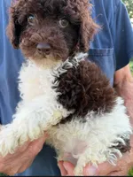 DARK CHOCOLATE PARTI, a male Schnoodle for sale in Bowling Green, KY – 1 of 4