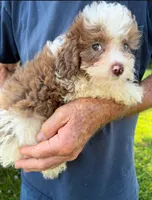 HANDSOME MERLE BOY, a male Schnoodle for sale in Bowling Green, KY – 4 of 5