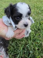 GRANT YORKIPOO BOY, a male Yorkipoo for sale in Bowling Green, KY – 2 of 10