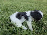 GRANT YORKIPOO BOY, a male Yorkipoo for sale in Bowling Green, KY – 5 of 10