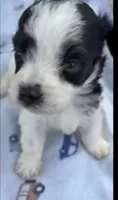 SPLASH OF WHITE HAVAPOO , a male Yorkshire Terrier and Havapoo for sale in Bowling Green, KY – 6 of 7