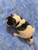 ABNERS BOY, a male Morkie for sale in Bowling Green, KY – 5 of 7