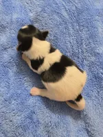 ABNERS BOY, a male Morkie for sale in Bowling Green, KY – 7 of 7