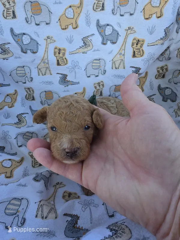 REACHER RED MINIATURE  – Poodle - Miniature  puppy for sale in Bowling Green, KY