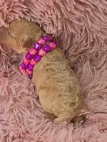 RENEE MINIATURE CREAM GIRL, a female Poodle - Miniature  for sale in Bowling Green, KY – 3 of 7
