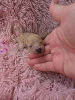 RENEE MINIATURE CREAM GIRL, a female Poodle - Miniature  for sale in Bowling Green, KY – 7 of 7