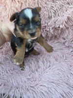 PAGEANT YORKIPOO GIRL, a female Yorkipoo for sale in Bowling Green, KY – 1 of 10