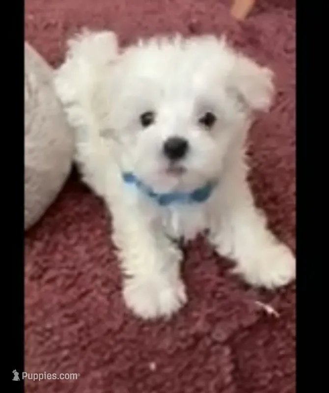BLUE JAY BLUE COLLAR – Maltese puppy for sale in Bowling Green, KY