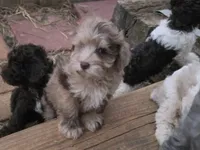 TUTTLE CHOCOLATE MERLE BOY, a male Schnoodle for sale in Bowling Green, KY – 5 of 7